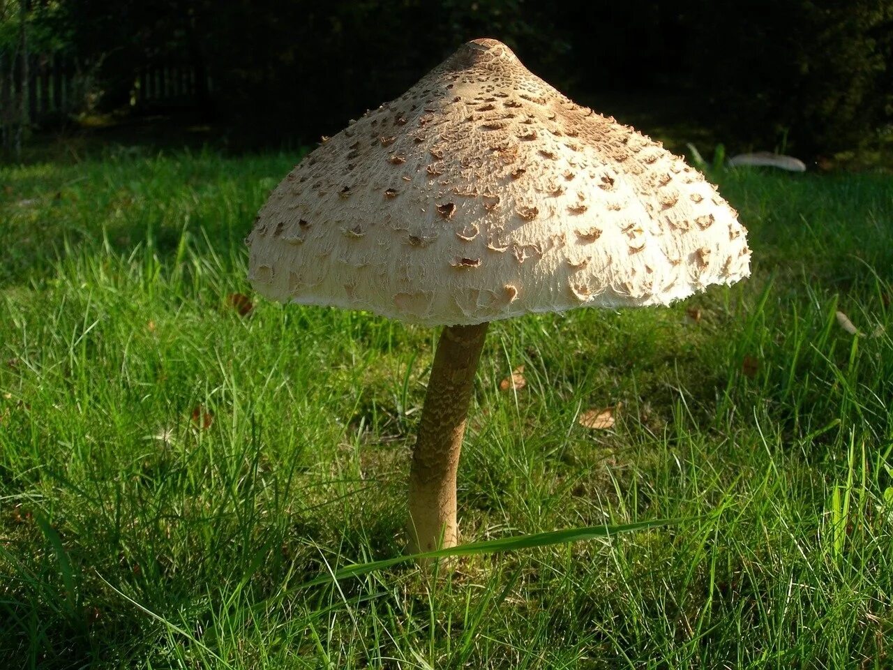 Как выглядит гриб зонтик. Гриб зонтик поганка. зонтик пёстрый macrolepiota procera. macrolepiota procera гриб. гриб-зонтик пёстрый мухомор.