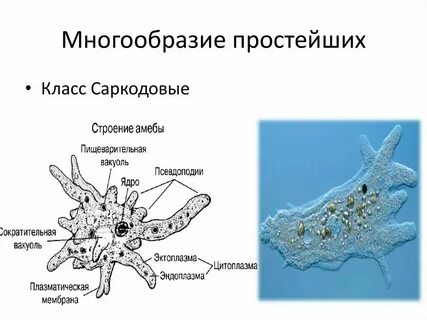 Амеба уровни организации жизни
