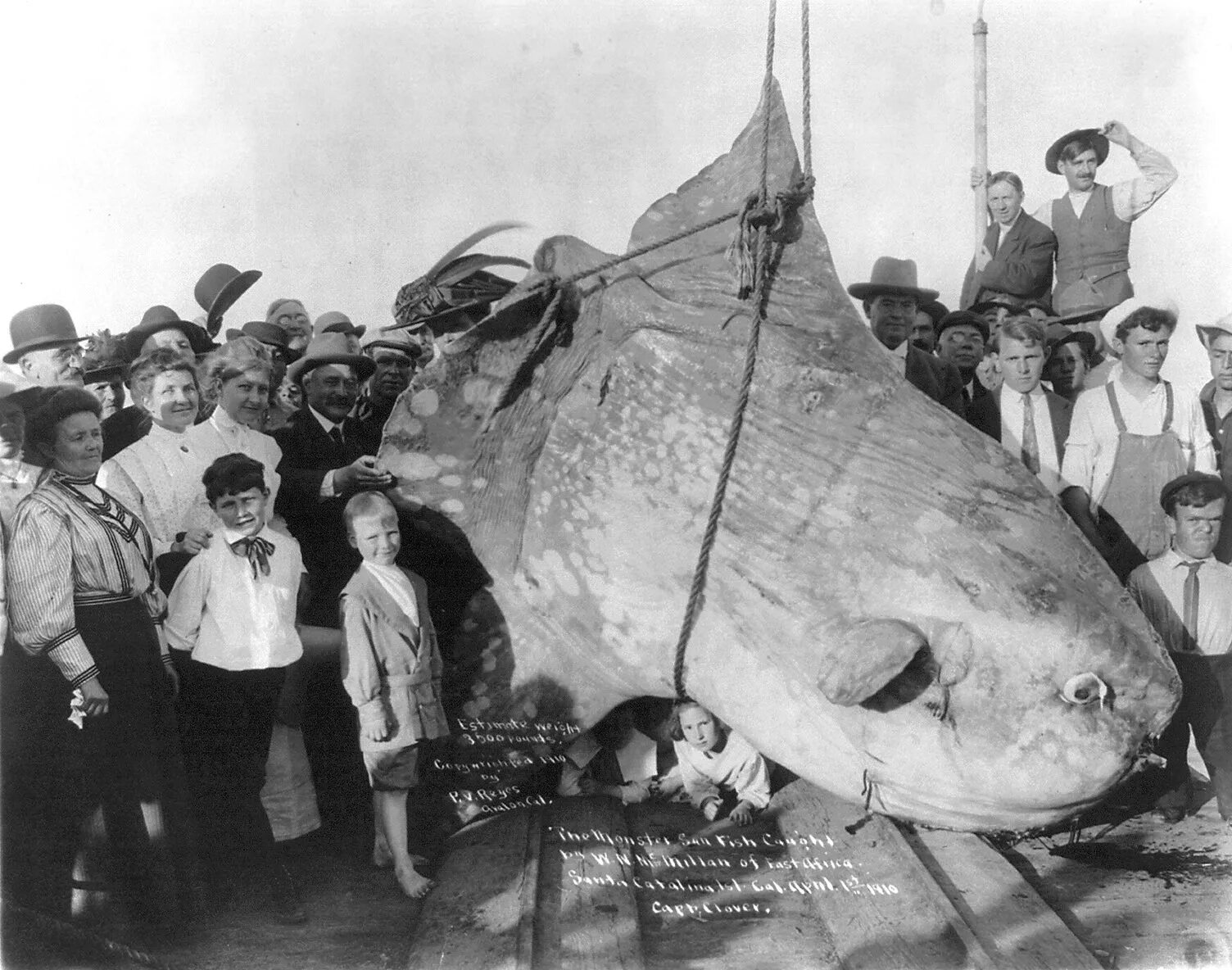 Белуга на Волге снимок 1924. Самая большая в мире пойманная рыба Белуга. Гигантские осетры в Волге. Рыба Луна.