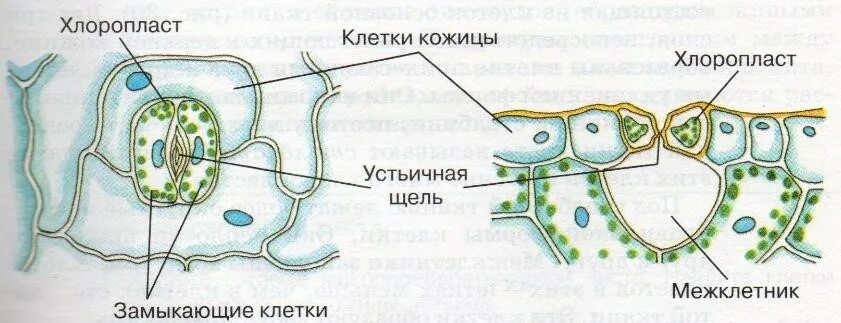 Тест по теме "Лист". Биология. 6 класс.