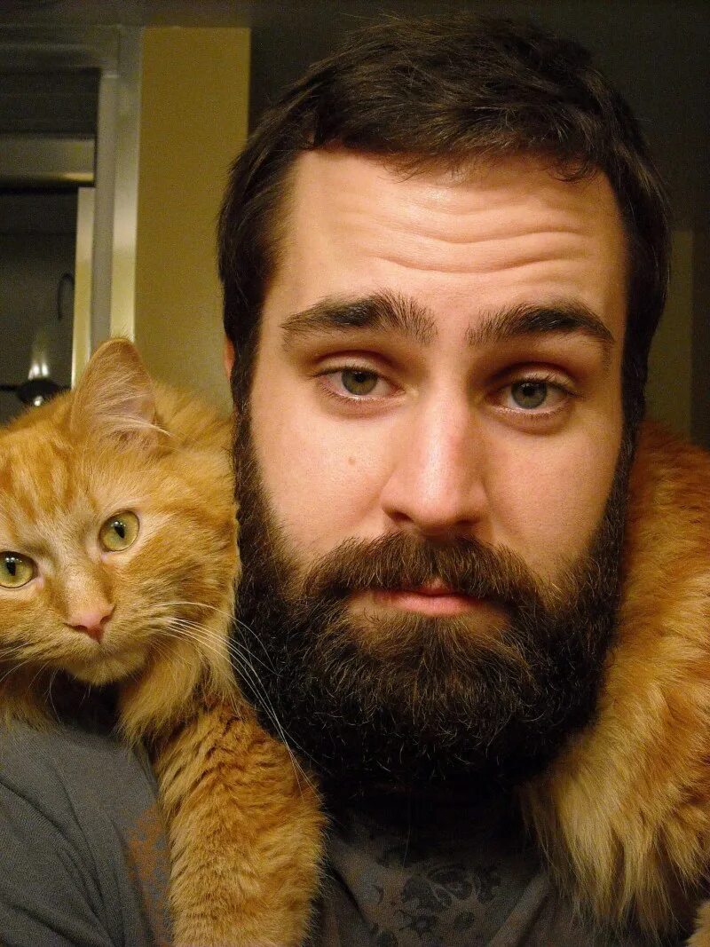 Кот леонардо. Лицо кота лео. лицо кота леонардо.