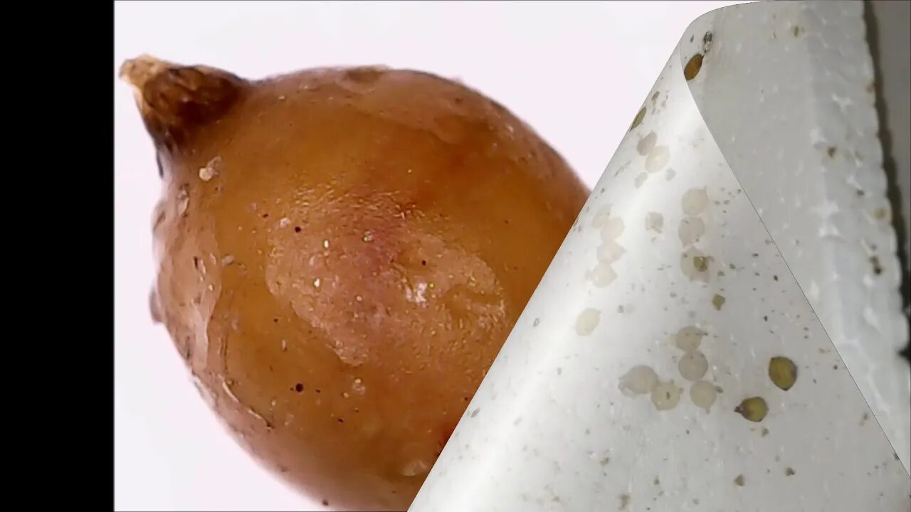 Кокон червя. Коконы Калифорнийского червя. Кокон с яйцами дождевого червя.