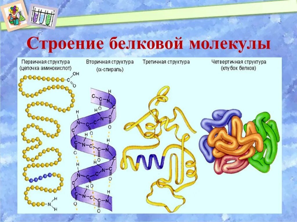 Структуры биополимера