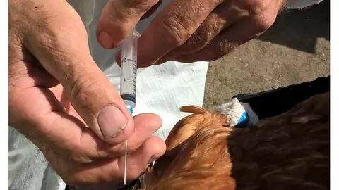 Вакцинация цыплят