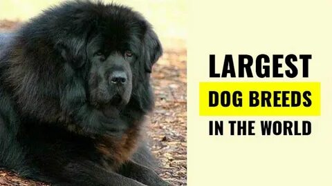 Large breeds