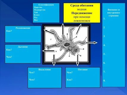 Дыхание амебы происходит с помощью