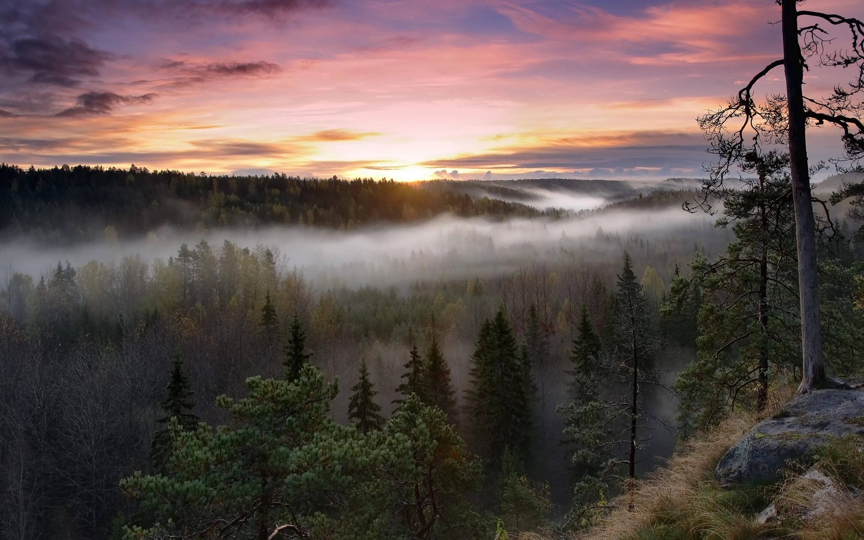 Национальный парк Нууксио Финляндия. Тайга Северная Финляндии. Энсиэли хочото. Долина Энсиэли. Природа виновата