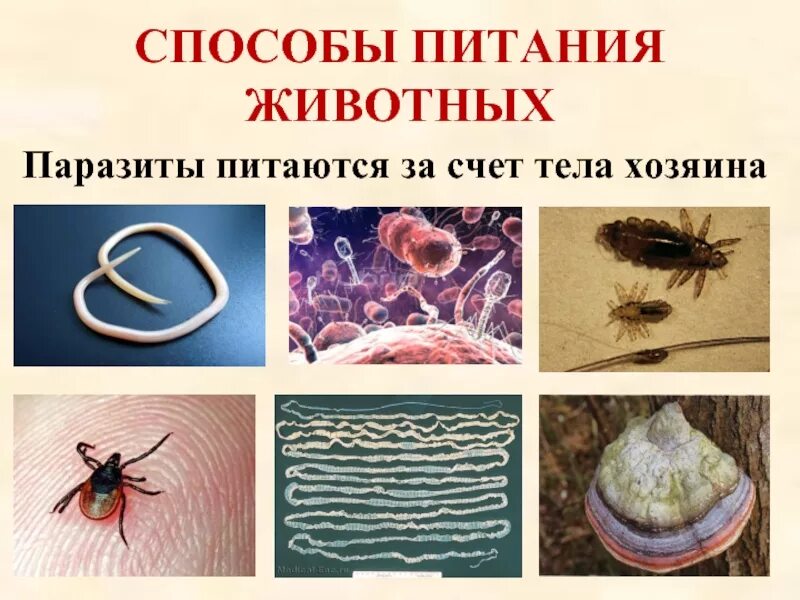 Паразитический образ жизни ведут. Способы питания паразитов.