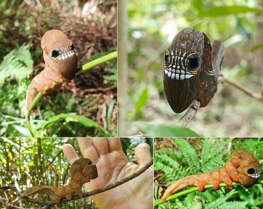 Отпугни хищника 96. Phyllodes Imperialis бабочка. Phyllodes Imperialis гусеница. Phyllodes Imperialis Caterpillar. Гусеница череп.