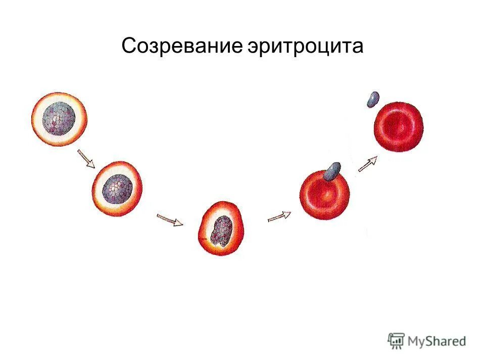 Синтез эритроцитов. Развитие эритроцита схема. Стадии созревания эритроцитов. Схема созревания кровяных клеток. Процесс созревания эритроцитов.