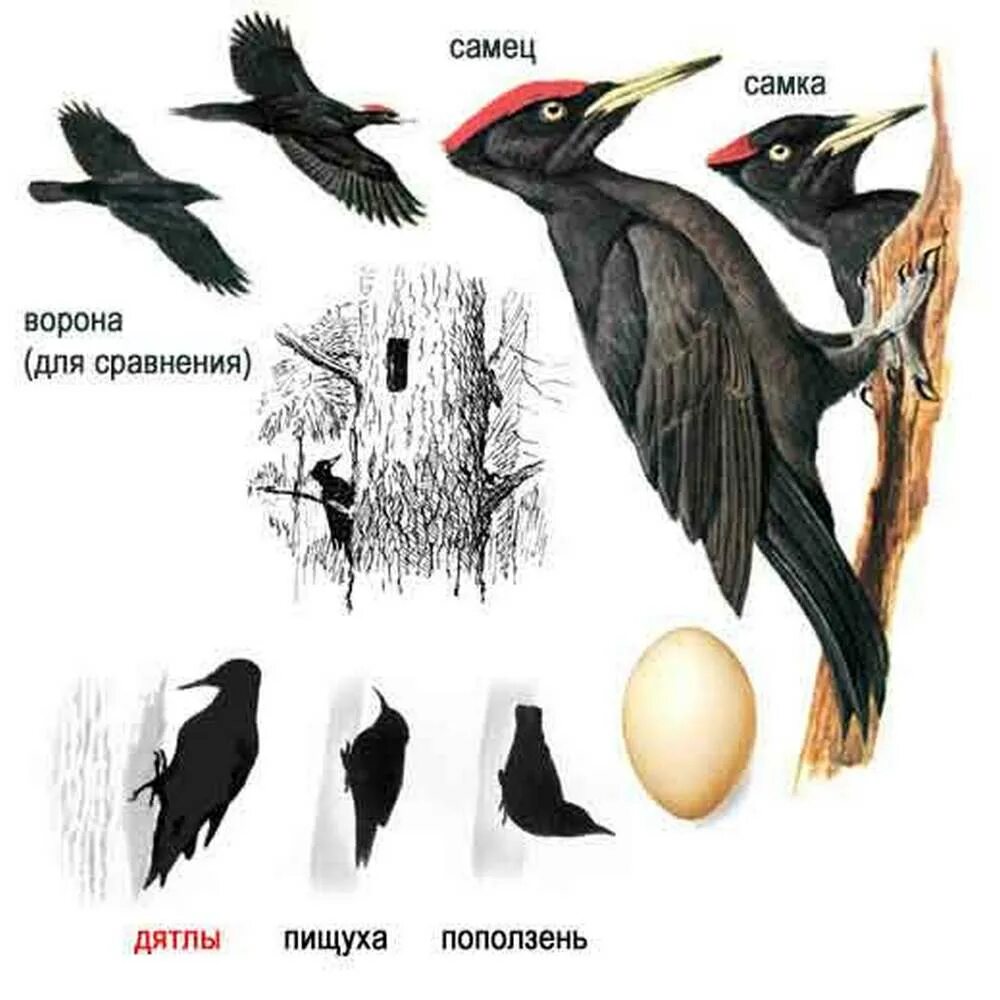 Дятел сотрясение. Желна самец и самка. Чёрный дятел Желна. Желна дятел самка. Дятел хохлатая Желна.