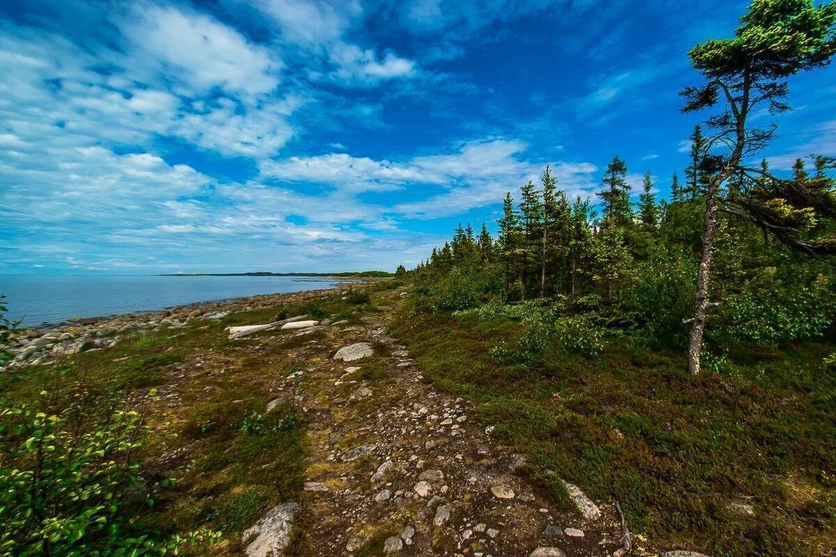 Лес и море. Лес и море. Черноморское побережье. Соловецкие острова карелия. Лесное море 41.
