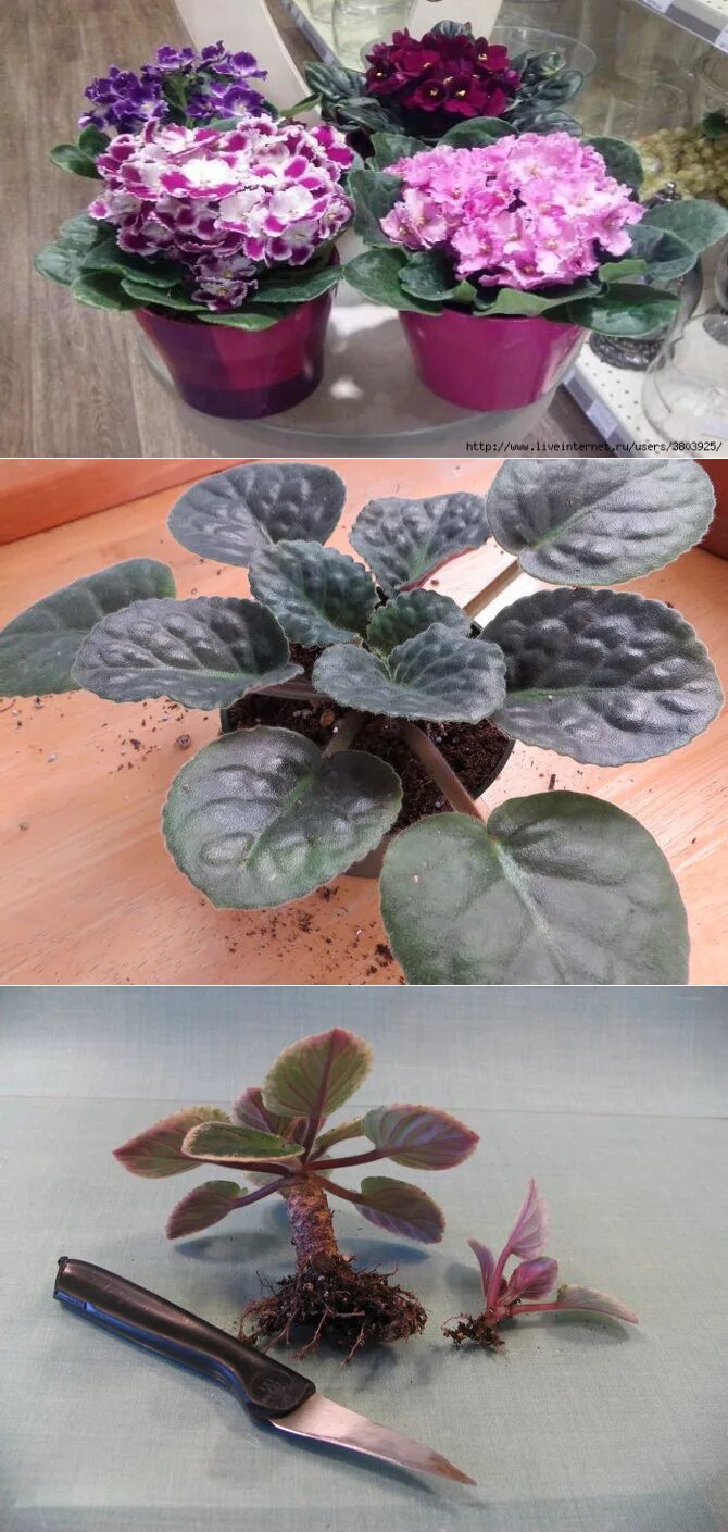 Как пересадить фиалку. Пересаживание фиалок. Пересадка фиалок. План пересадки комнатной фиалки. Скрещивание фиалок листиками.