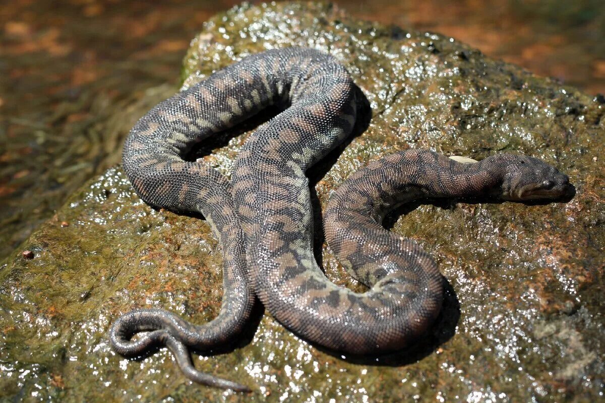 Слоновая змея. Арафурская бородавчатая змея. Acrochordus arafurae. Яванская бородавчатая змея, или змея-слоновый хобот.
