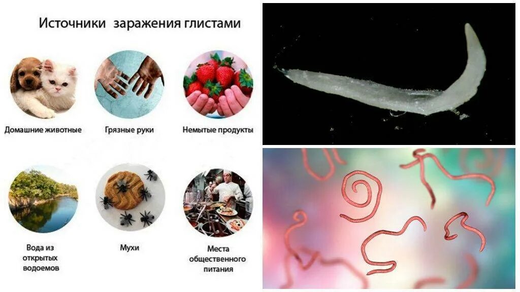 Почему подверженность заражению паразитами наиболее высока