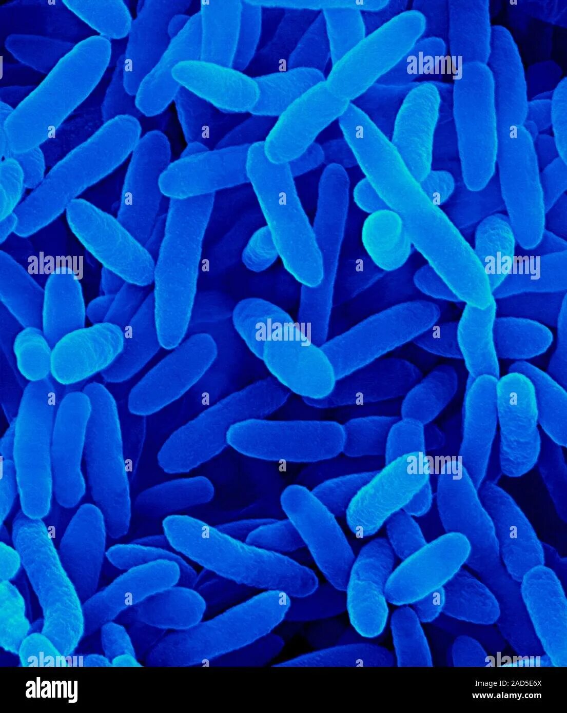 Pseudomonas spp что это. Псевдомонада флюоресценс. микроорганизмы рода pseudomonas. псевдомонас путида. псевдомонада микробиология.