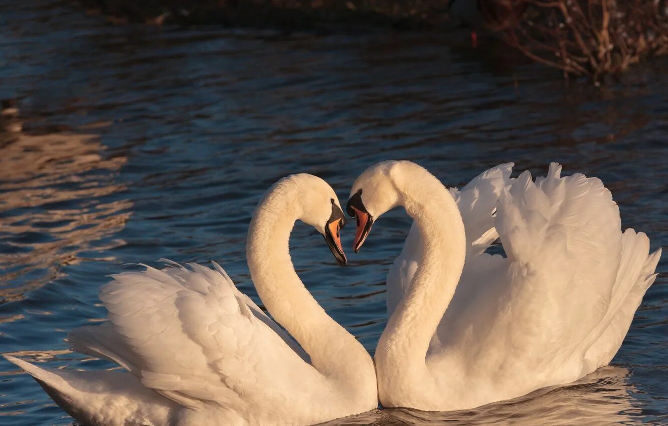 Двое белых. Лебедь-шипун самка. Лебедь шипун самец и самка. Лебедь шипун пара. Лебеди сердце.