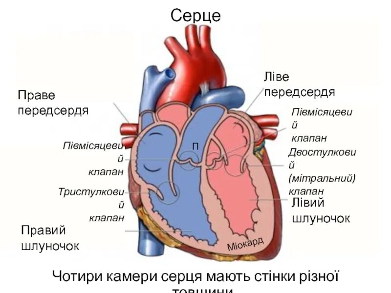 Между правыми предсердием и желудочком находится клапан. Клапаны сердца правый предсердно желудочковый клапан. Трехстворчатый клапан правый предсердно желудочковый. Предсердно желудочковый клапан анатомия. Сердце человека желудочки и предсердия.