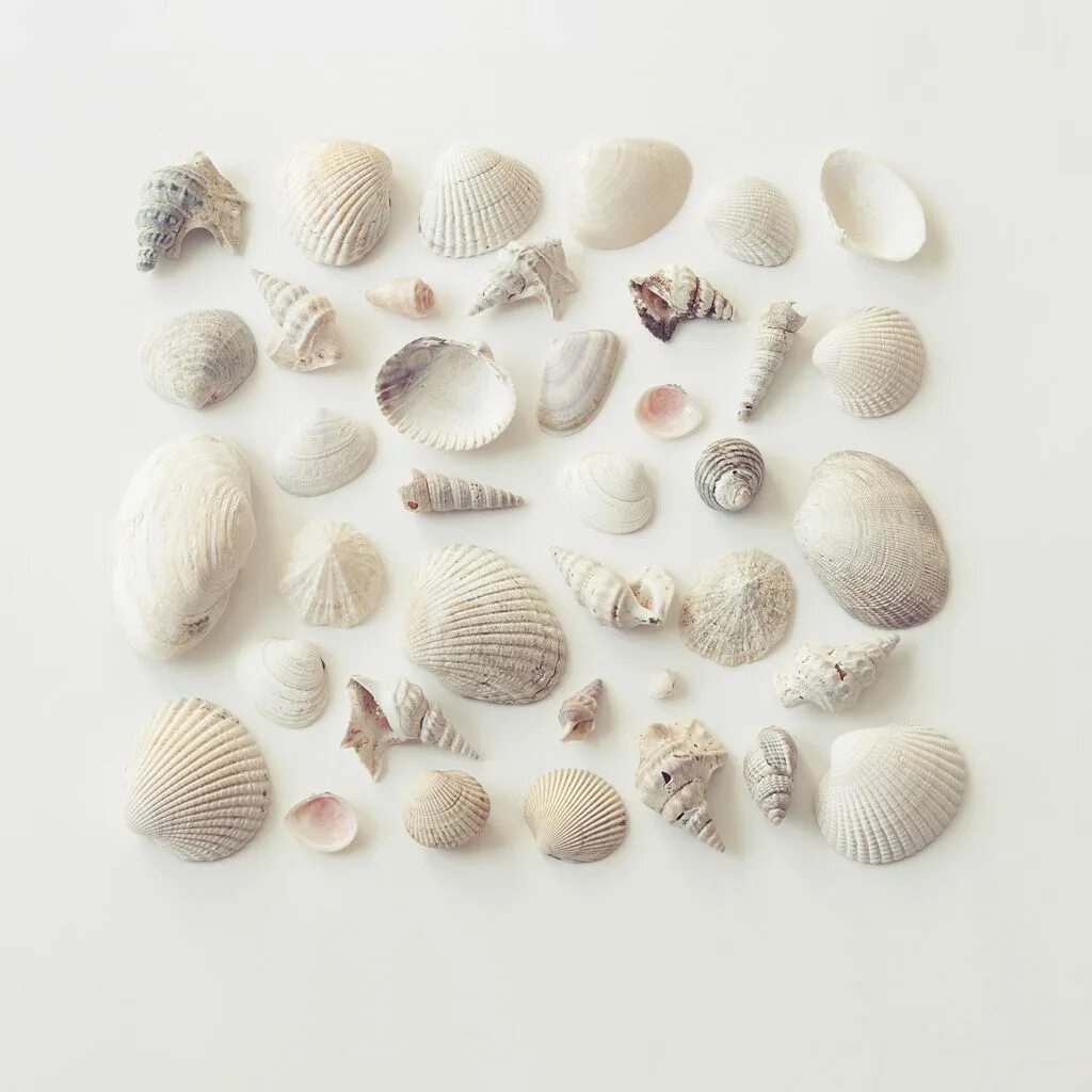 Sea collection. Seashell цвет. Сеть с ракушками декор. Sea Shell aesthetic. Dry Conchiglie.