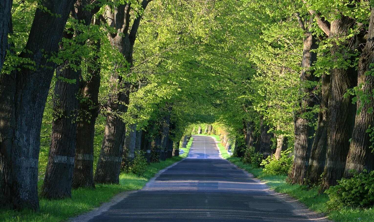 Дубовая аллея луизиана. Проходящую аллеями. Липовая аллея фридрихштадт. Рамповая аллея в пушкине. Липовая аллея калининград.