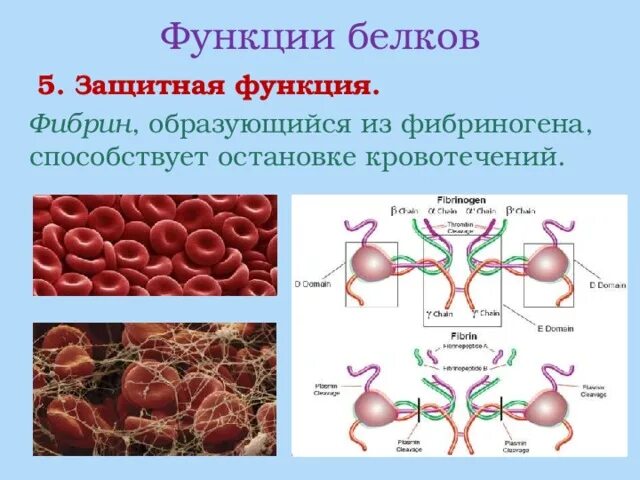 Где содержится фибриноген. Где содержится фибриноген