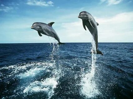 The dolphin a fish