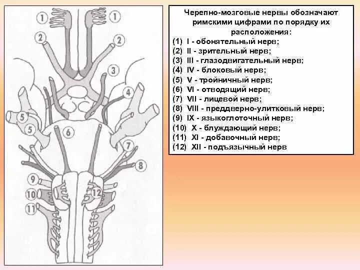 Черепные нервы схема. 12 Пар черепных нервов схема. 12 Черепно мозговых нервов анатомия. Схема 12 пар ЧМН. 1-12 Черепно мозговые нервы.