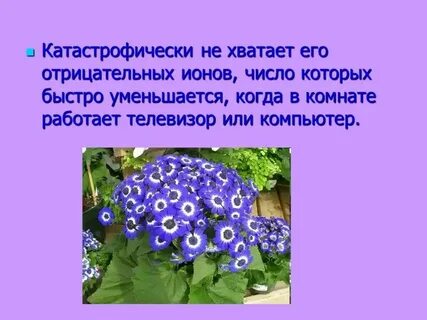 Общее число растений