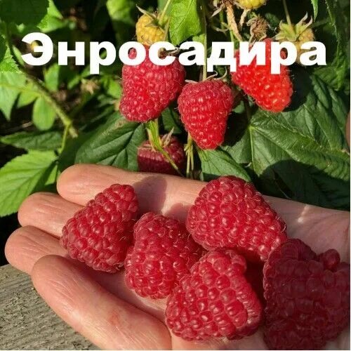 Малина энросадира описание сорта фото отзывы