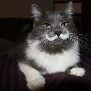 Почему у кота белые усы
