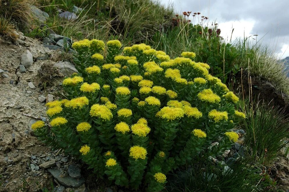 Родиола розовая лечебные свойства и противопоказания цена. Родиола розовая Rhodiola rosea. Корень золотой радиола. Алтай золотой корень (родиола розовая),. Родиола Арктическая.