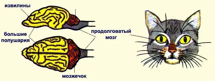 Какие органы чувств животных
