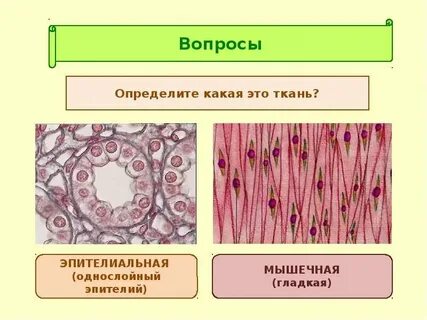 Кожна какая ткань