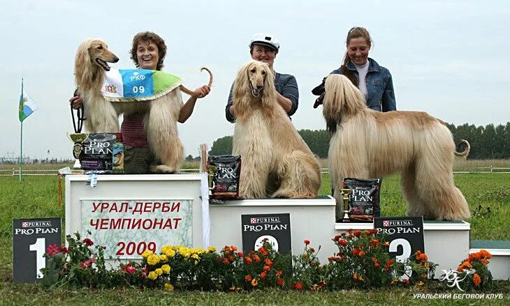 Решетка круглая вентиляционная d300. Ркф 12. Реле контроля фаз ркф-м06-12-15 380в. Ркф 12. Питомник ванс хорс нижний новгород щенята ляли и ежа.