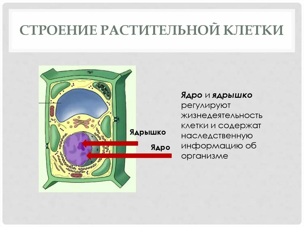 Какие части растительной клетки. Структура растительной клетки. Особенности строения растительной клетки. Строение ядра растительной клетки. Особенности клеток растений.