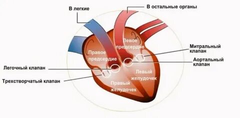 Почему сердце левее