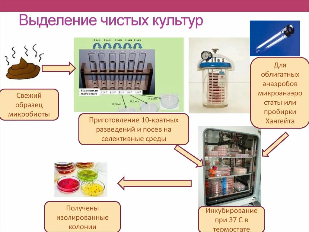 Этапы выделения чистой культуры анаэробов схема. Схема выделения чистой культуры анаэробных бактерий. Этапы выделения чистой культуры аэробов. Этапы выделения чистой культуры микробиология. Этапы анаэробных организмов