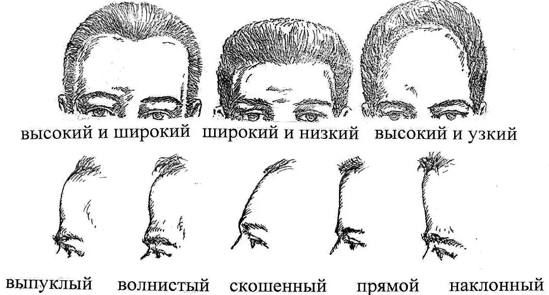 Физиогномика лоб. Форма черепа физиогномика. Форма лба криминалистика. Форма лба физиогномика. Форма лба у мужчин.