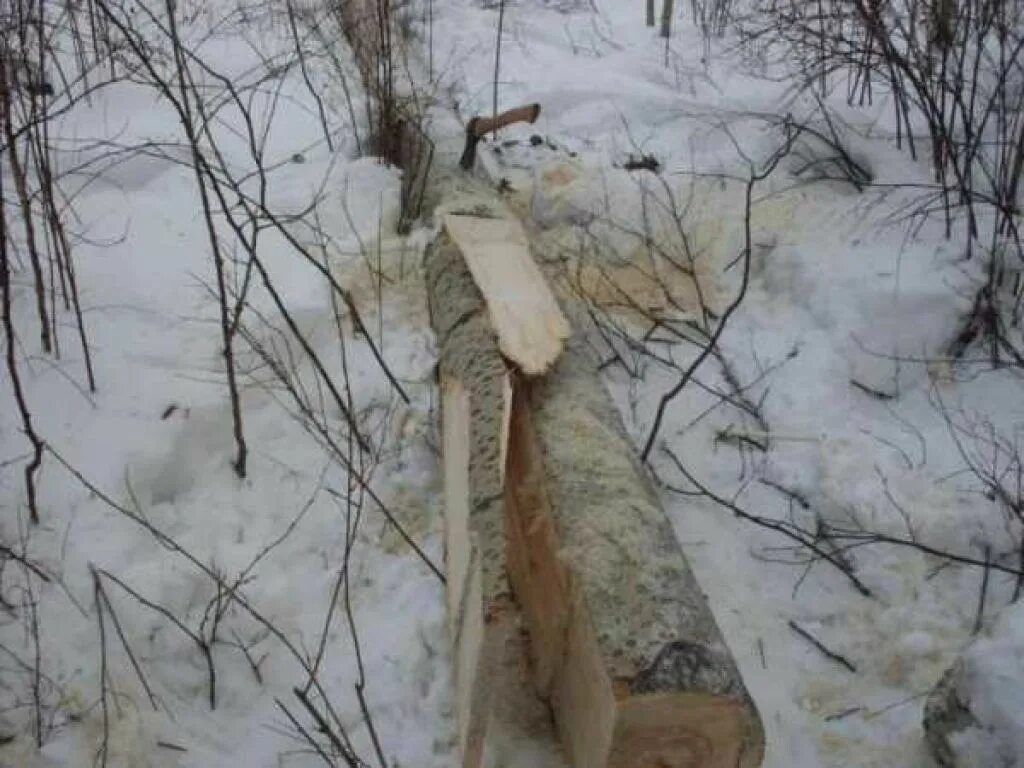 Лыжи из какого дерева. Самодельные охотничьи лыжи. охотничьи лыжи из ели. заготовка дерева для лыж. лыжи из осины.