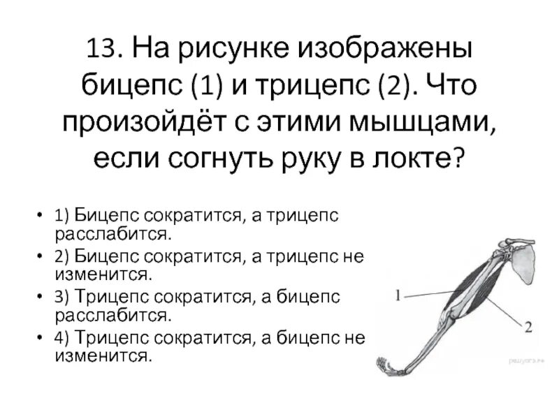 На рисунке изображен бицепс трицепс. Бицепс и трицепс. бицепс и трицепс рисунок. бицепс (1) и трицепс. на рисунке изображены бицепс и трицепс что произойдет с этими мышцами.