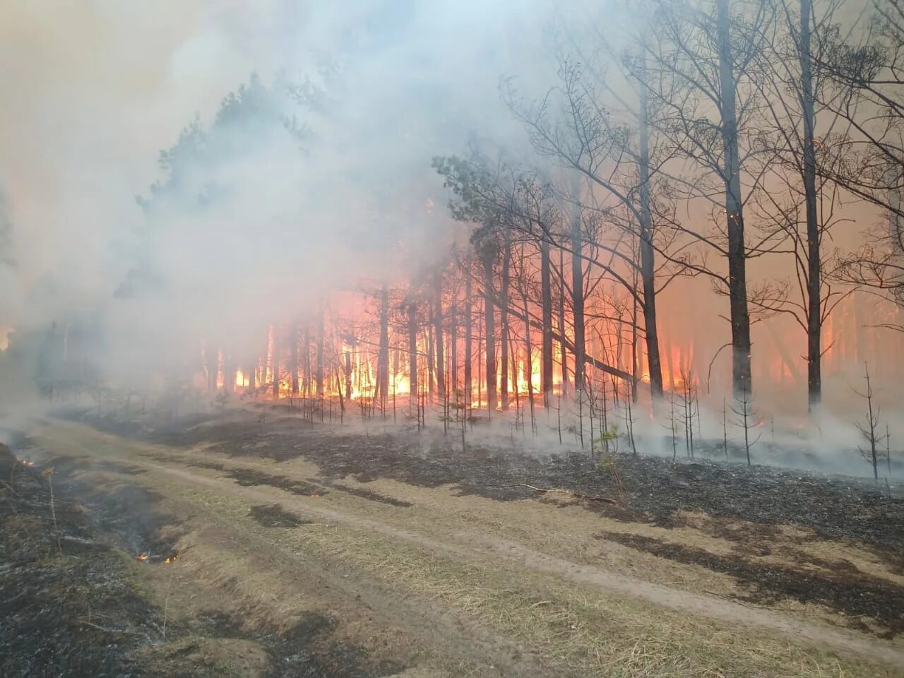 Лесной пожар фото. Пожары в канаде 2023. Лесные пожары 2023 год. Огненный август. Огромный пожар в лесу.