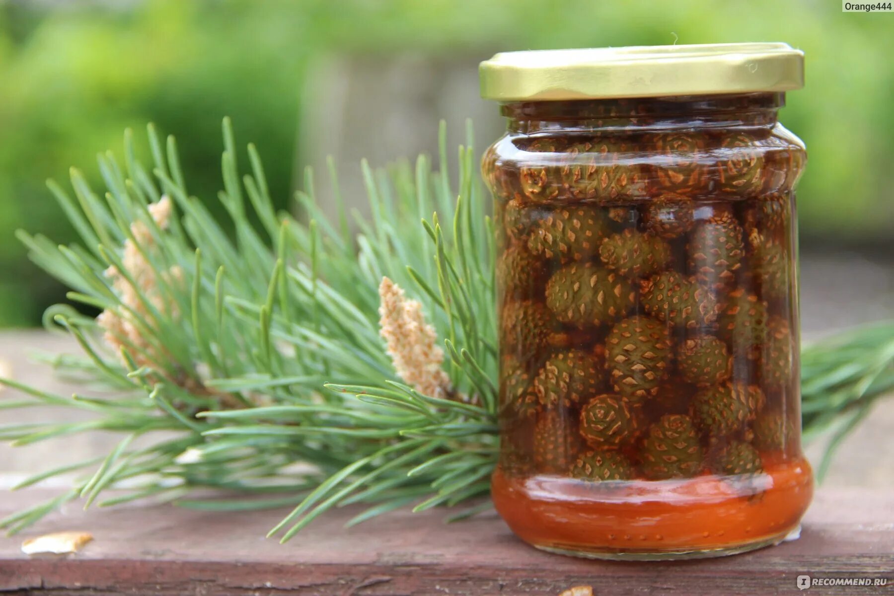 сосновые шишки в ландшафтном дизайне. пыльца сосны шишки сосны. варенье из сосновых шишек. сосновые шишки применение. варенье из зеленых шишек сосны.