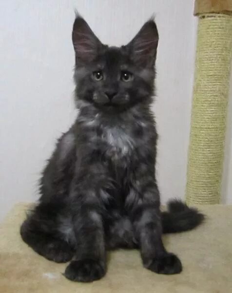 Питомник Мэйн кунов Catsvill County, Мейнкун ласковый гигант, котята мейн куны, 