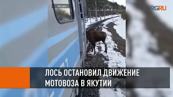 Лось остановился. Лось остановил движение поезда в Якутии.