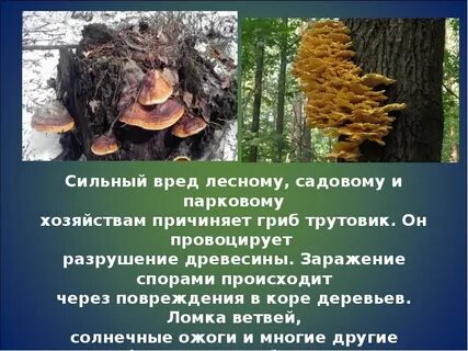 У большинства трутовиков они