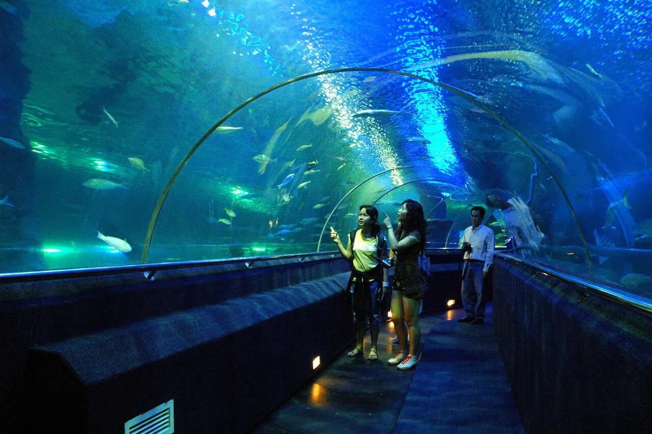Vinpearl фукуок океанариум. Морская жизнь (океанариум, сингапур). Аквариум siam ocean world. Океанариум фукуок. Океанариум в сингапуре s.