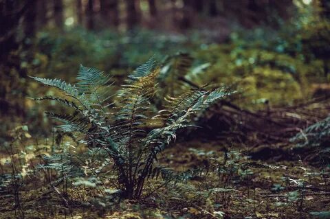 Nature plants