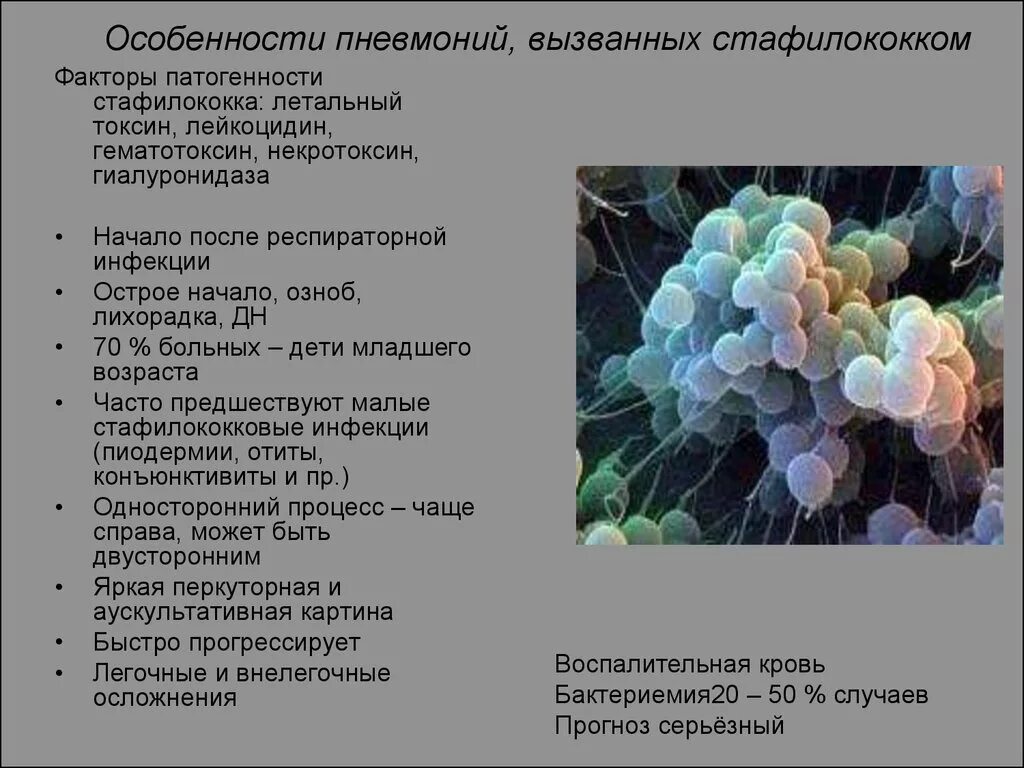 Что вызывает стафилококк. Этиология стафилококковой пневмонии. стафилококк пневмония. стафилококковая пневмония клинические проявления. вызываемые заболевания стафилококков.