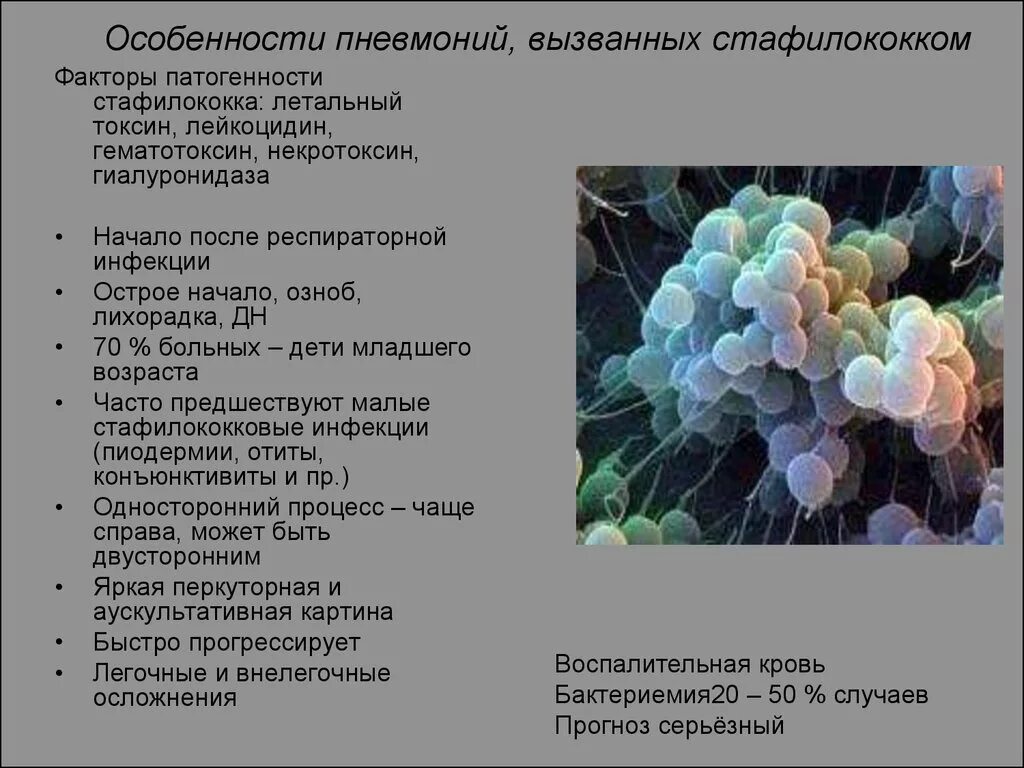 Какое заболевание вызывает стафилококк. Стафилококковая пневмония этиология. Клинические проявления стафилококковой пневмонии. Стафилококк пневмония. Пневмония, вызванная Staphylococcus aureus.