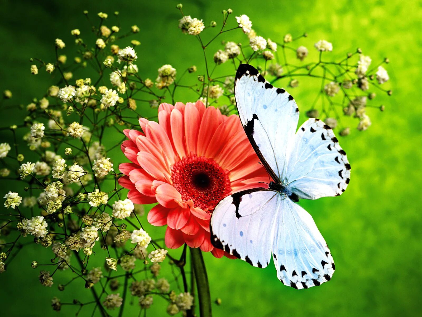 Аватарки цветочки. Бабочка на цветке. Яркие цветы. Бабочки в цветах. Бабочки в природе.